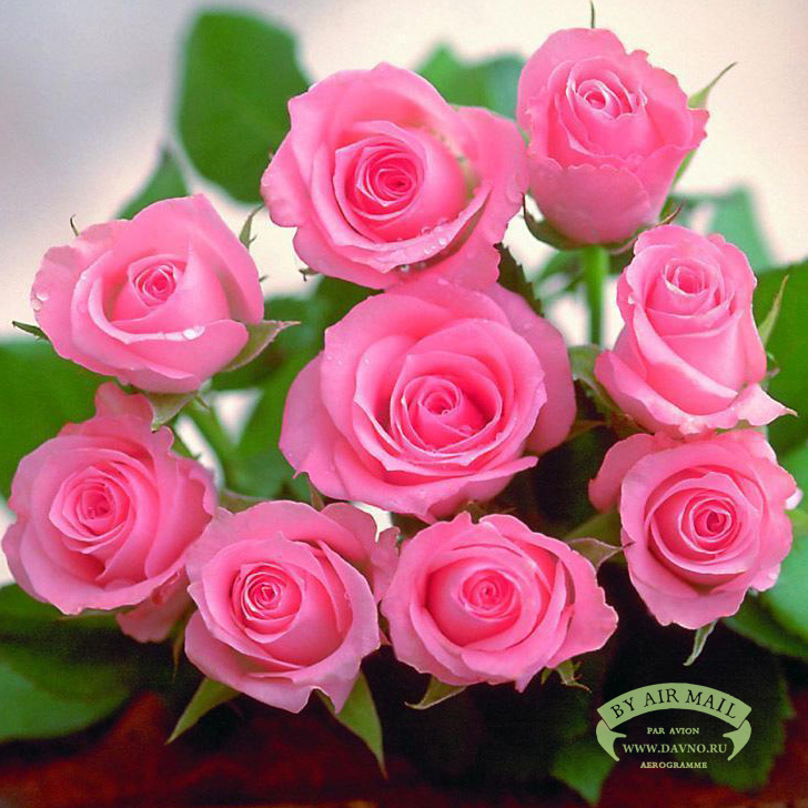 Розовые розы рингтон скачать