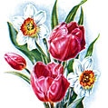 Самые популярные цветы на 8 марта