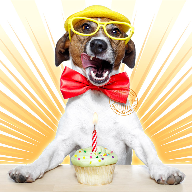 С днем рождения картинки с собачкой. Джек Рассел. День рождения собаки. С днём рождения с животными. Открытки с днём рождения с изображением собаки.