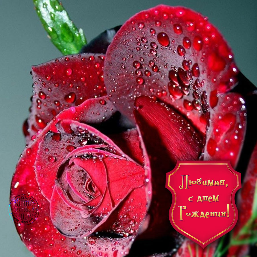 Любимая, с Днём Рождения! Красная роза.