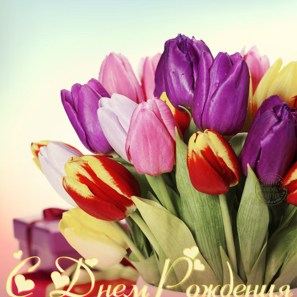 Красивые разноцветные тюльпаны