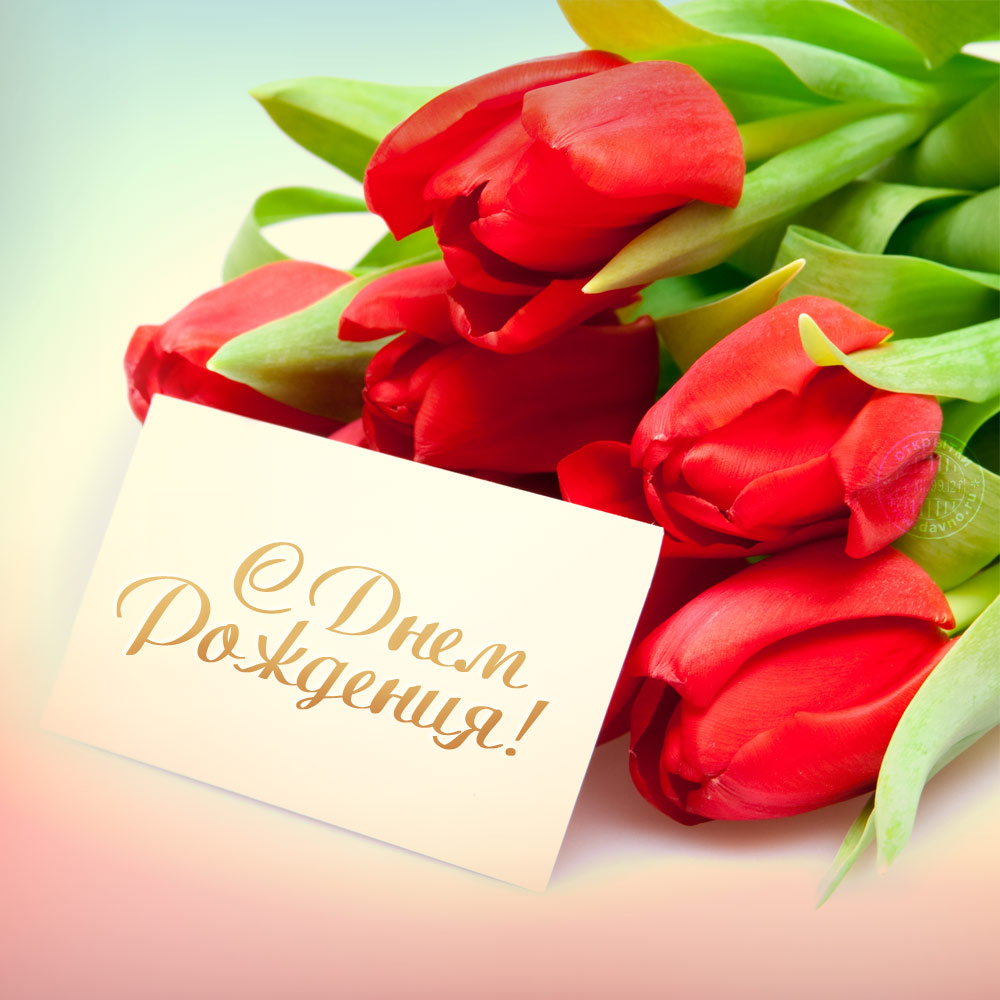 Красные тюльпаны и поздравительная открытка