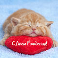 Рыжий кот на красной подушке-сердечке