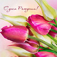 Желтые и розовые тюльпаны