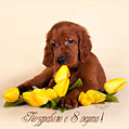 Поздравляю с 8 марта! Милый щенок и жёлтые тюльпаны.